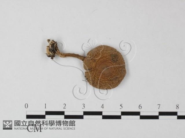 鵝膏屬藏品圖，第1張