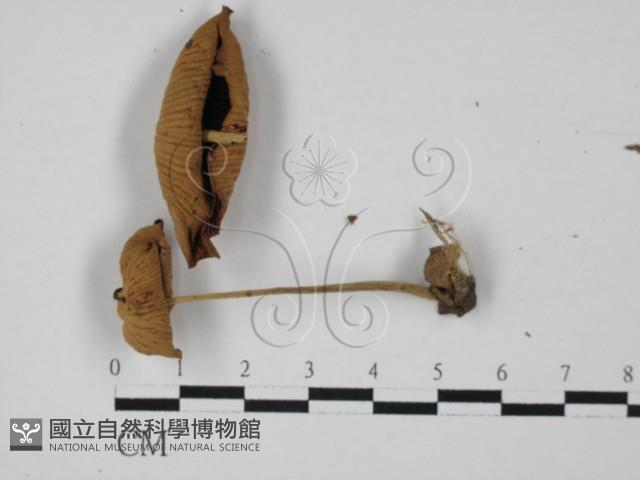 登錄號:F0027371藏品圖，第1張