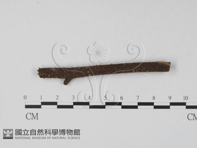 登錄號:F0007371藏品圖，第1張
