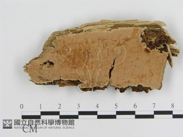 登錄號:F0017371藏品圖，第1張
