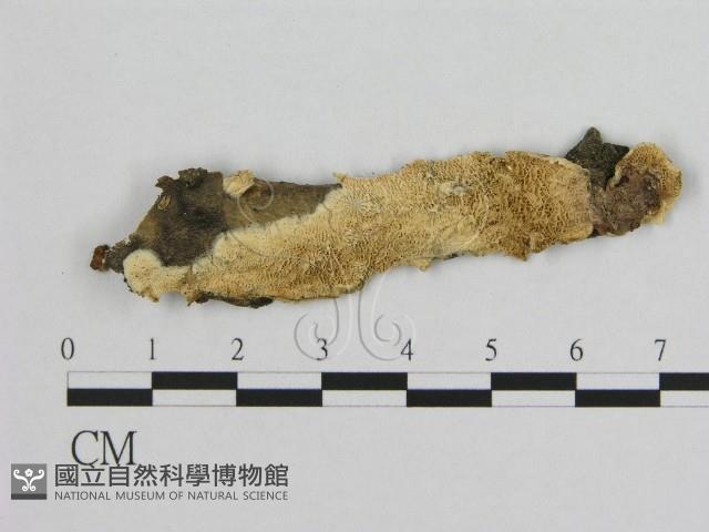 銳孔菌屬藏品圖，第1張