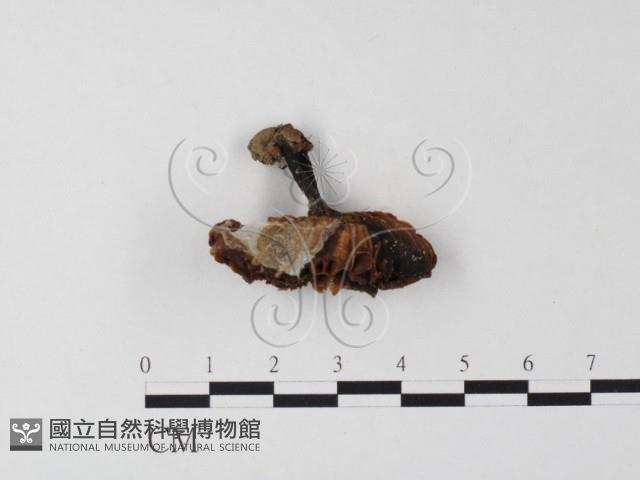 紅菇屬藏品圖，第1張