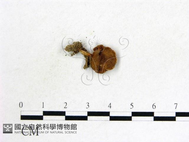 登錄號:F0013371藏品圖，第1張