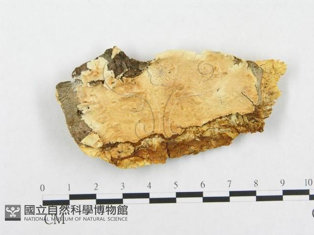 登錄號:F0008264藏品圖，第1張