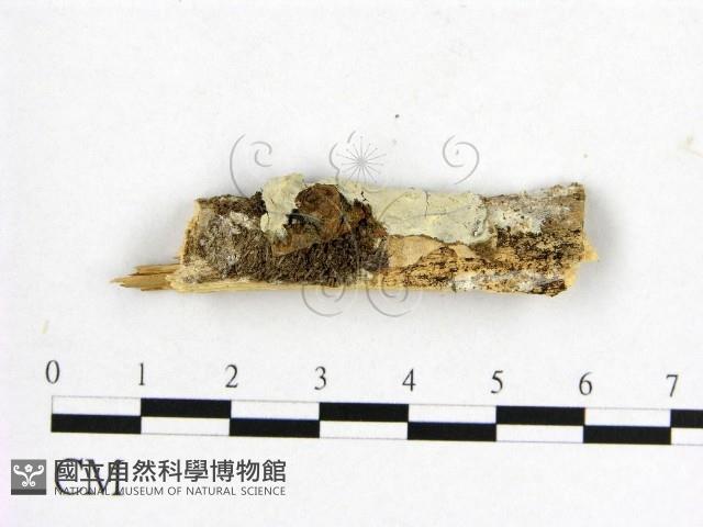 登錄號:F0000264藏品圖，第1張