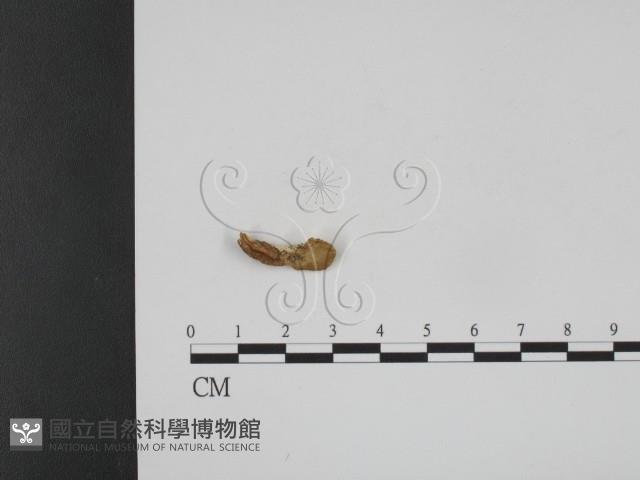 登錄號:F0010264藏品圖，第1張