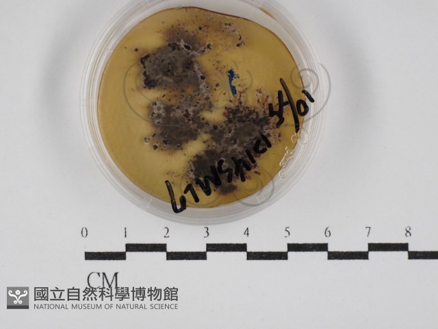 登錄號:F0030264藏品圖，第1張