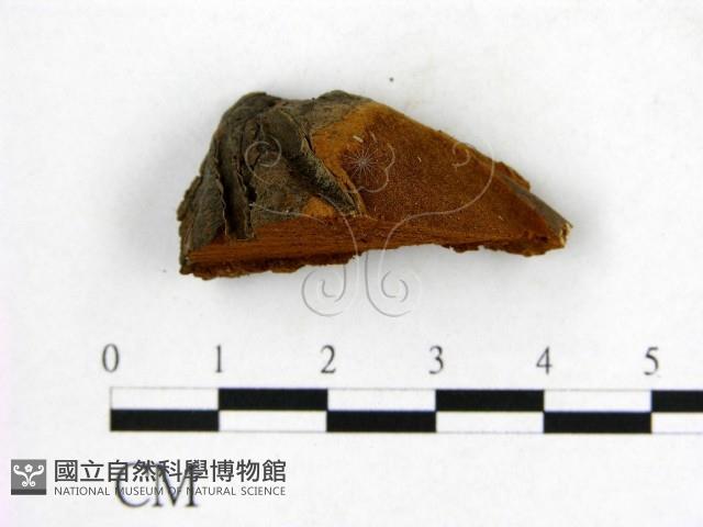 登錄號:F0006264藏品圖，第1張