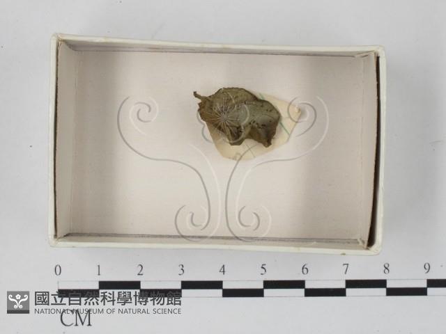 登錄號:F0021264藏品圖，第1張
