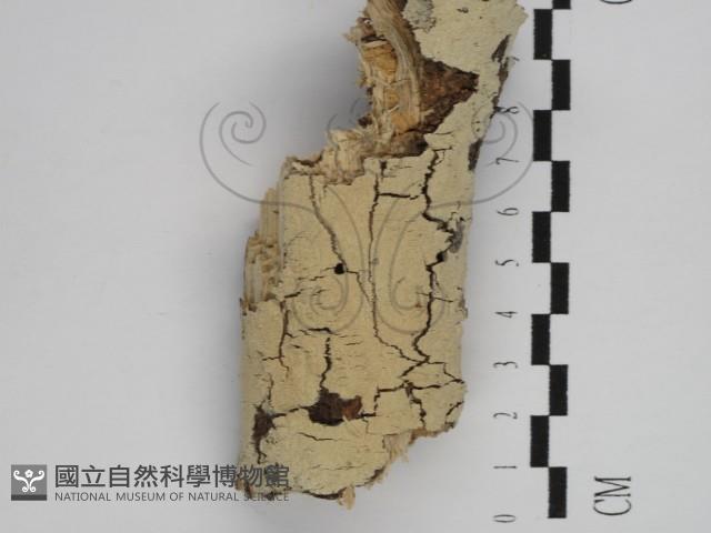 剛毛絲皮菌藏品圖，第1張