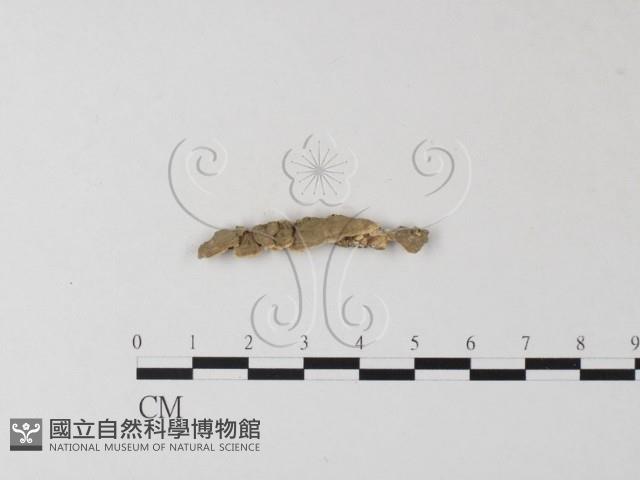 登錄號:F0004264藏品圖，第1張