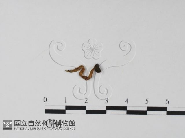 登錄號:F0022264藏品圖，第1張