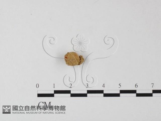 登錄號:F0002264藏品圖，第1張