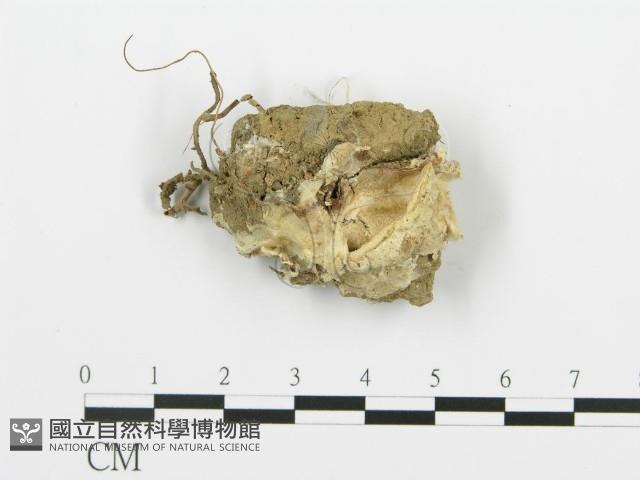 登錄號:F0012264藏品圖，第1張