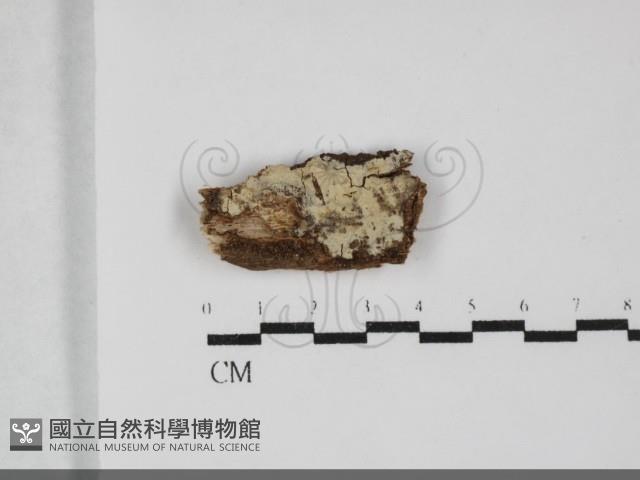登錄號:F0032264藏品圖，第1張