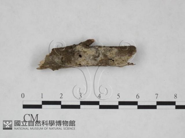 登錄號:F0025264藏品圖，第1張