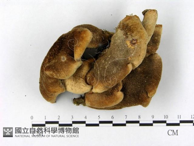 登錄號:F0005264藏品圖，第1張