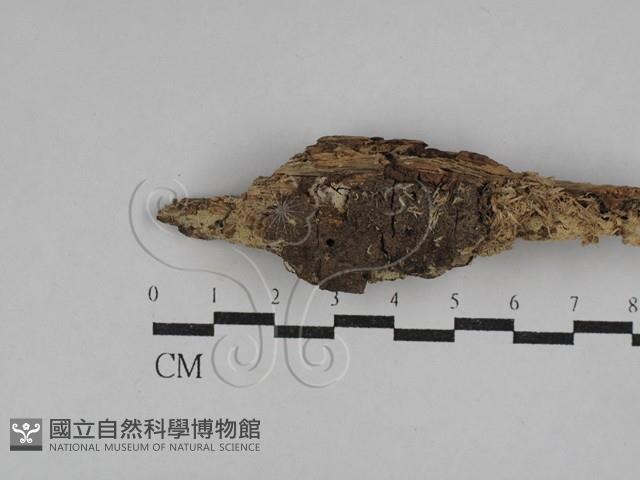 登錄號:F0029264藏品圖，第1張