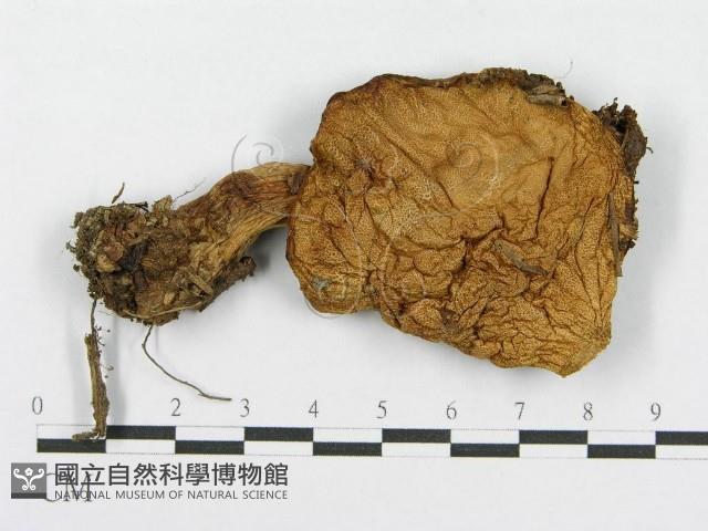 登錄號:F0013264藏品圖，第1張