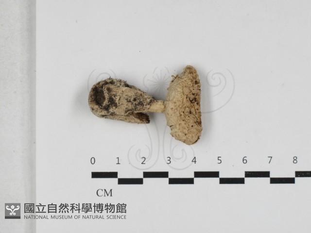 登錄號:F0033264藏品圖，第1張