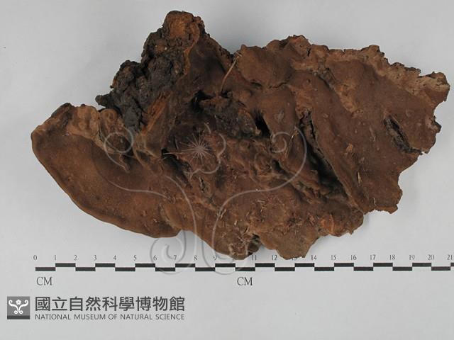 登錄號:F0028864藏品圖，第1張