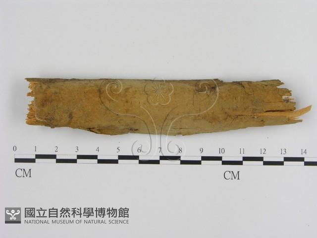 刺革菌屬藏品圖，第1張
