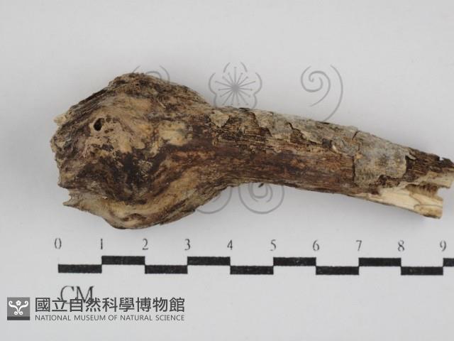 絲齒菌屬藏品圖，第1張