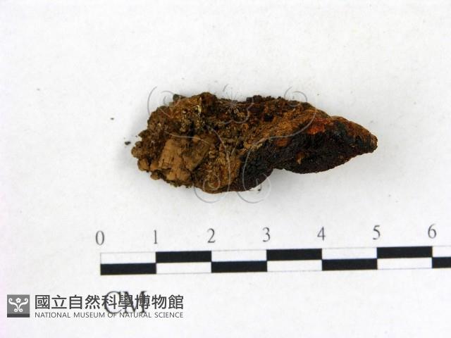 登錄號:F0006864藏品圖，第1張