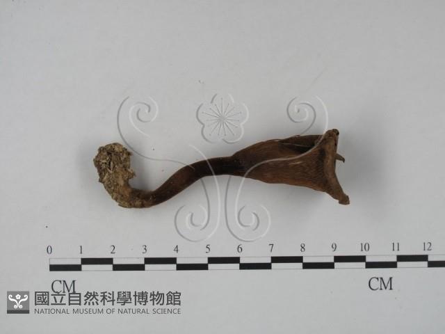登錄號:F0016864藏品圖，第1張