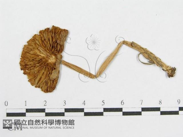 登錄號:F0001864藏品圖，第1張