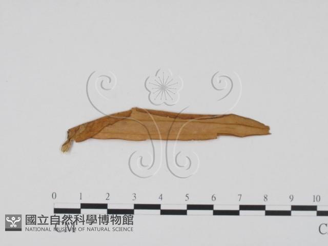登錄號:F0011864藏品圖，第1張