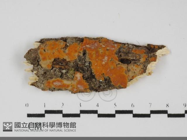 登錄號:F0031864藏品圖，第1張