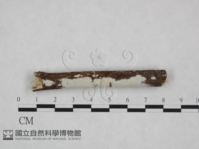 絲皮菌屬藏品圖，第1張