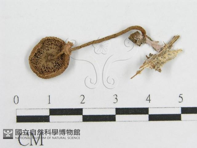 登錄號:F0004864藏品圖，第1張
