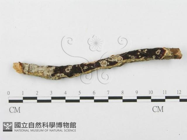 登錄號:F0014864藏品圖，第1張