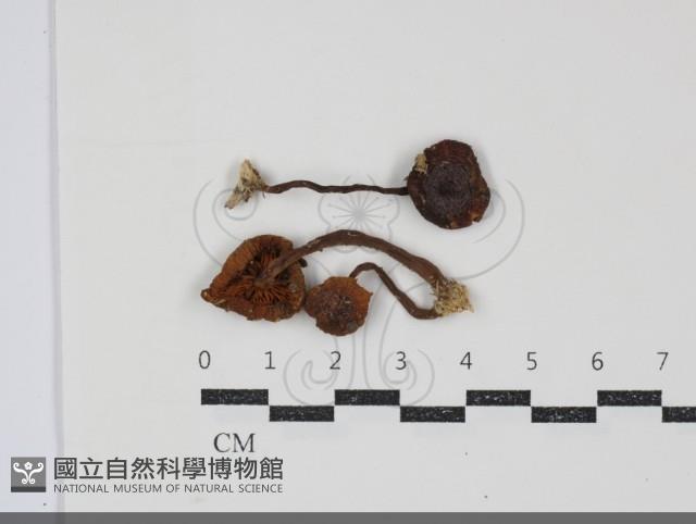 登錄號:F0034864藏品圖，第1張