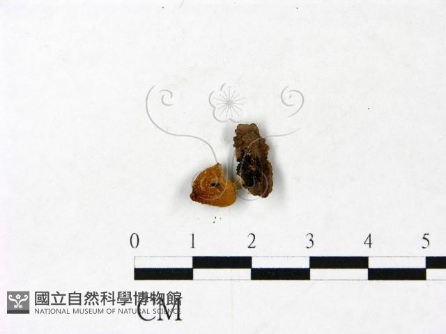 登錄號:F0022864藏品圖，第1張
