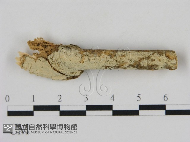 登錄號:F0002864藏品圖，第1張