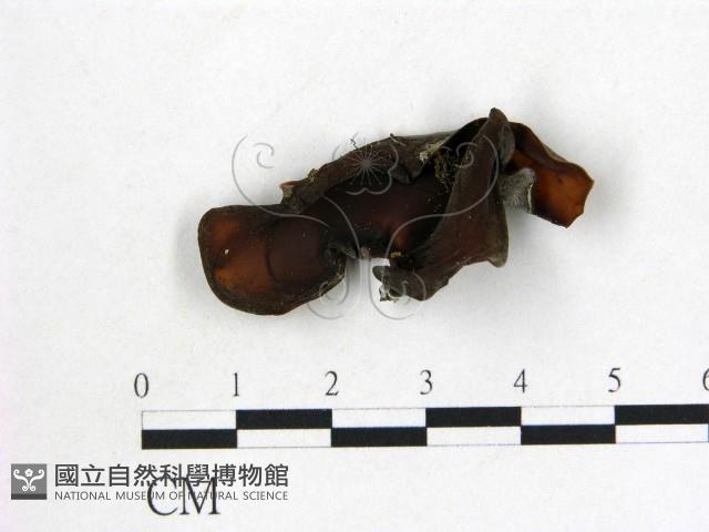 登錄號:F0012864藏品圖，第1張