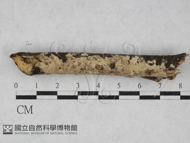 筍殼菌屬藏品圖，第1張