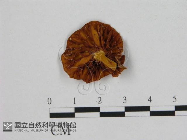 登錄號:F0007864藏品圖，第1張