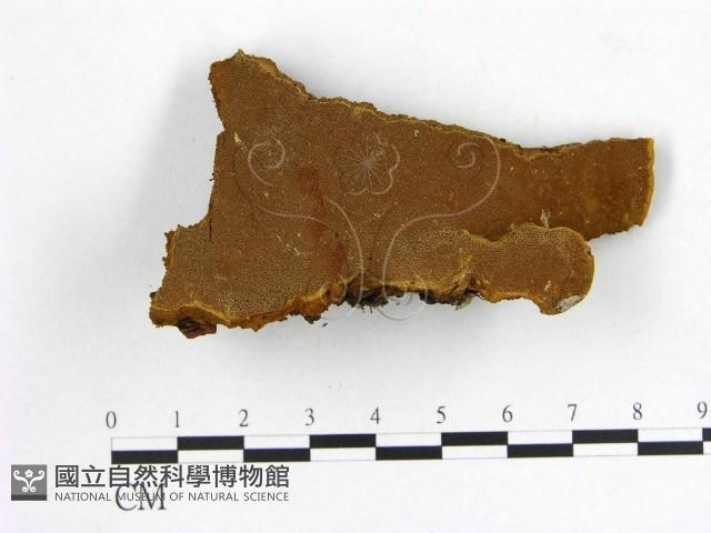 登錄號:F0005864藏品圖，第3張