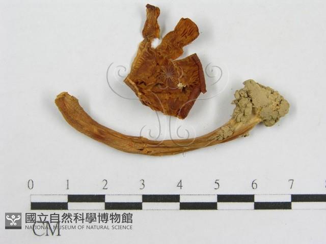 粉褶菌屬藏品圖，第1張