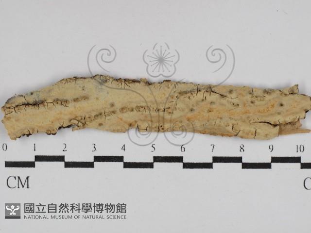 登錄號:F0029864藏品圖，第1張