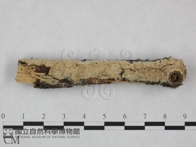 登錄號:F0023864藏品圖，第1張