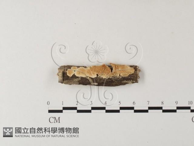登錄號:F0003864藏品圖，第1張