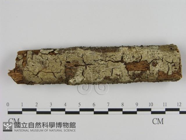 登錄號:F0013864藏品圖，第1張