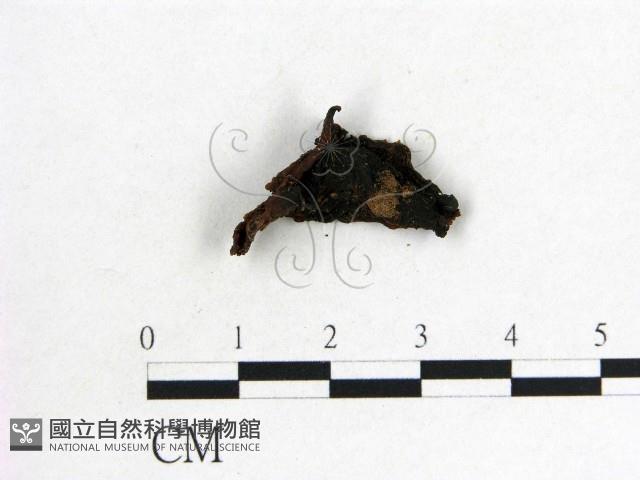 木耳屬藏品圖，第1張