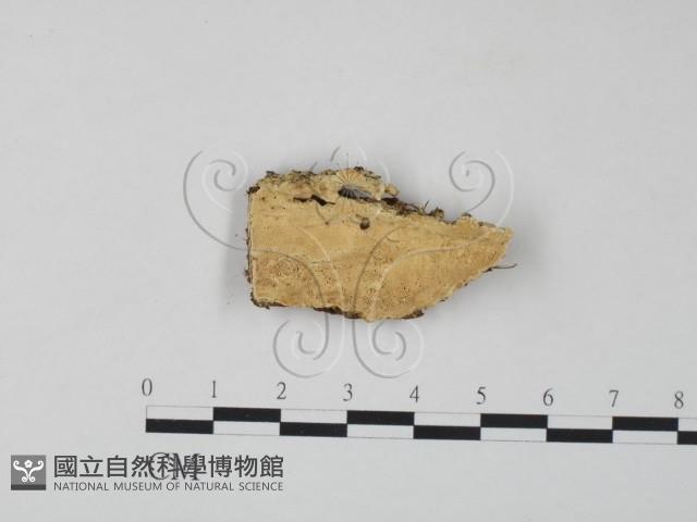栓菌屬藏品圖，第1張