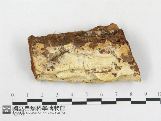 登錄號:F0000964藏品圖，第1張